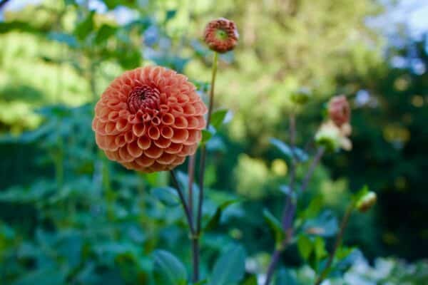 Les bienfaits des plantes pour sublimer votre beauté naturellement