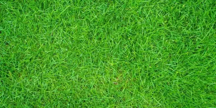 Les ingrédients naturels à privilégier dans vos produits beauté pour une peau éclatante